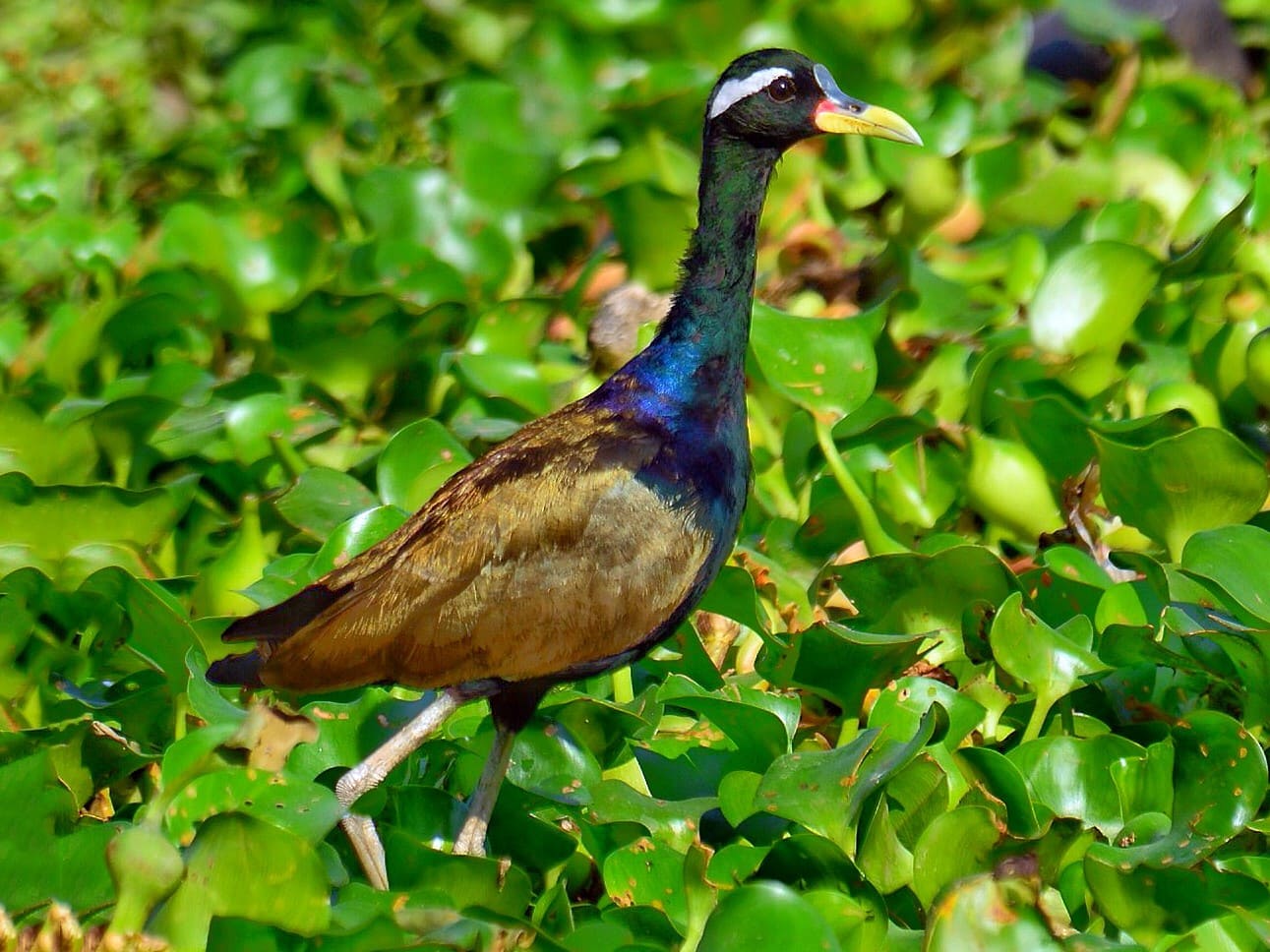 Bronze-winged Jacana